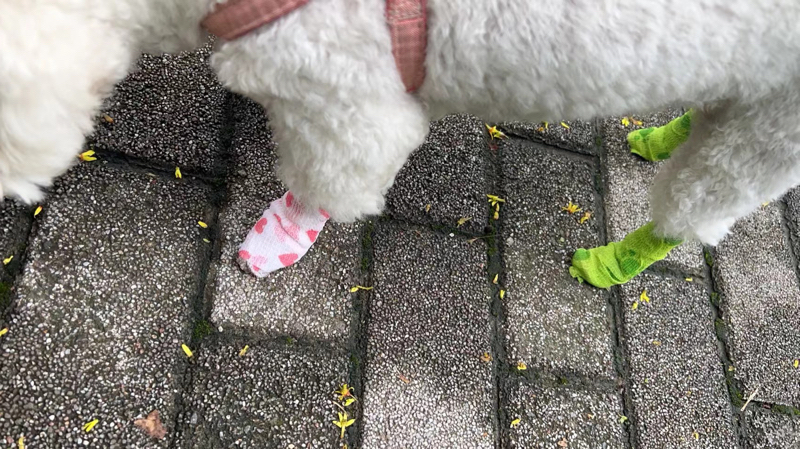 Haustier Pferd Hund Katze Tierarzt Wunde elastische kohäsive Bandage selbstklebendes Wickelband